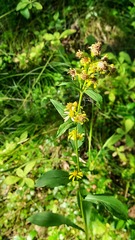 Solidago virgaurea