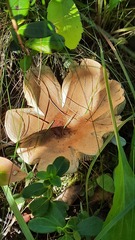 Russulaceae