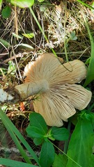 Russulaceae
