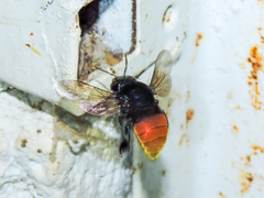 Eufriesea mexicana