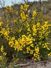 Acacia gordonii