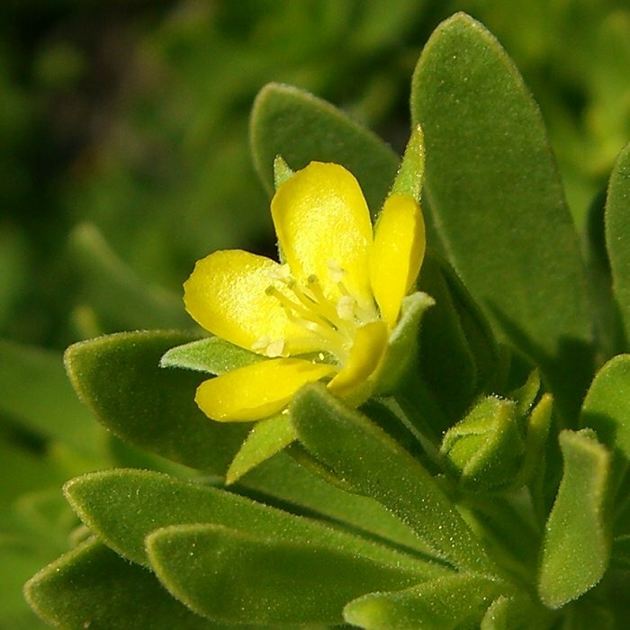 Suriana maritima