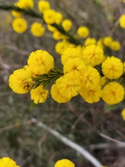 Acacia gordonii