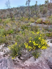 Acacia gordonii
