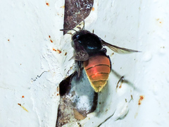 Eufriesea mexicana