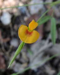 Zornia diphylla