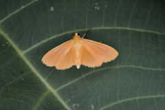 Phostria citrinalis