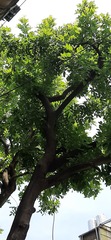Kigelia africana africana