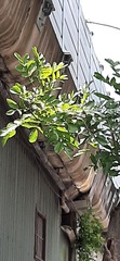 Kigelia africana africana