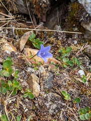 Campanula lasiocarpa