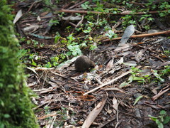 Antechinus mimetes