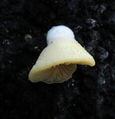 Crepidotus praecipuus