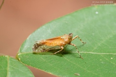 Orthopagus splendens