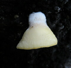 Crepidotus praecipuus