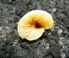 Crepidotus praecipuus