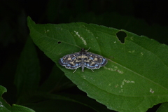 Eurrhyparodes splendens