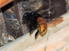 Eufriesea mexicana