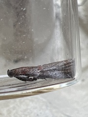 Acrobasis suavella