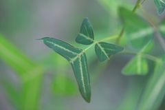 Christia campanulata