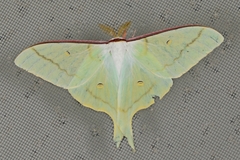 Actias artemis