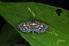 Eurrhyparodes splendens