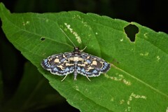 Eurrhyparodes splendens