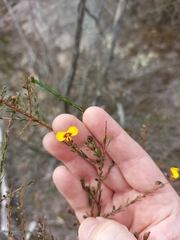 Dillwynia ramosissima