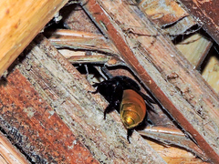 Eufriesea mexicana