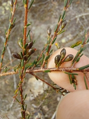Dillwynia ramosissima