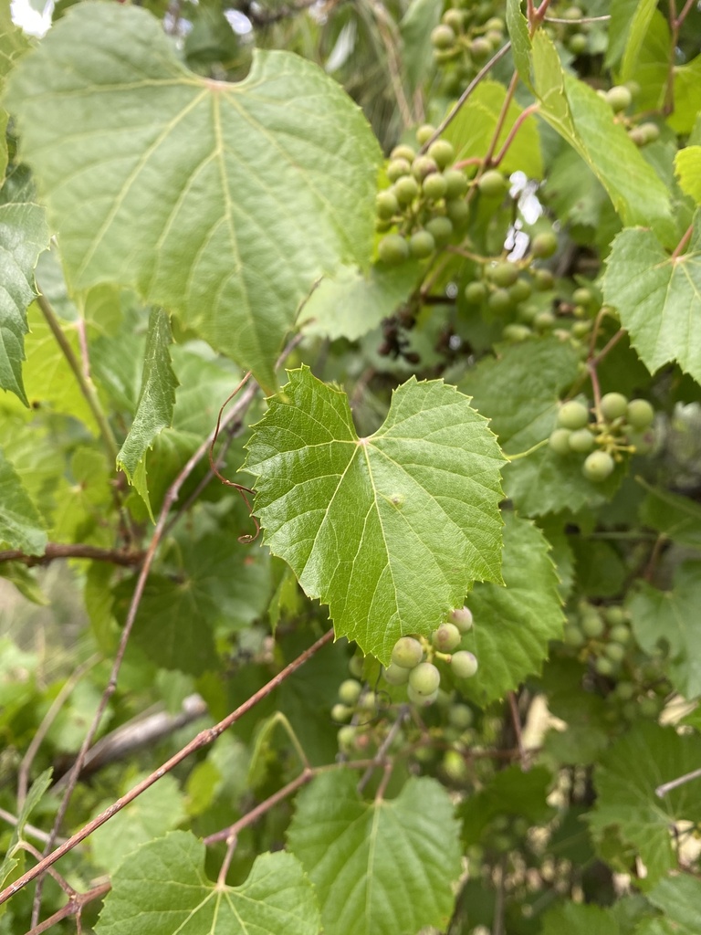 canyon wild grape in July 2022 by melbuathier · iNaturalist