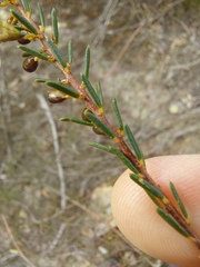 Dillwynia ramosissima