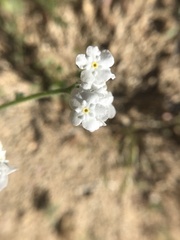 Cryptantha utahensis