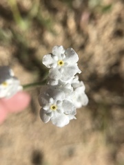 Cryptantha utahensis