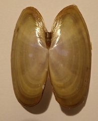 Hiatula nitida