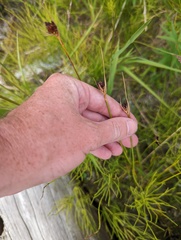Juncus castaneus