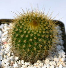 Parodia lenninghausii