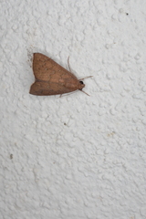 Anomis illita