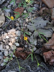Zornia diphylla