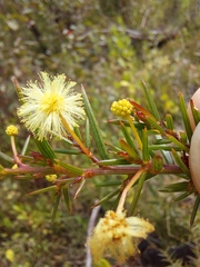 Acacia trinervata