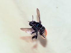 Eufriesea mexicana