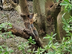 Sciurus variegatoides helveolus