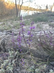 Swainsona microphylla