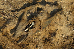 Phocoena phocoena relicta