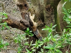 Sciurus variegatoides helveolus