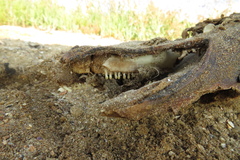 Phocoena phocoena relicta