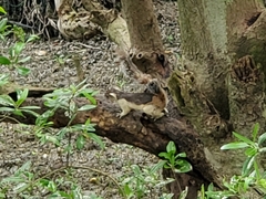 Sciurus variegatoides helveolus
