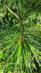 Pinus sibirica