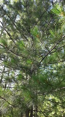 Pinus sibirica