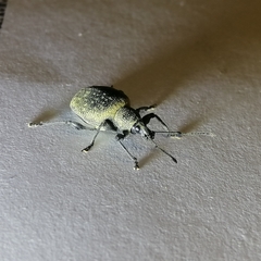 Otiorhynchus