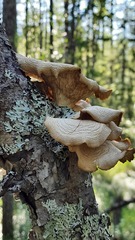 Pleurotus